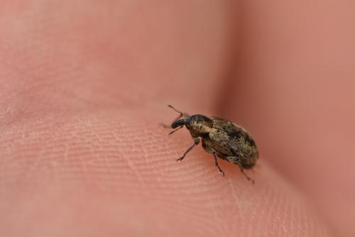Réf. 334 464 : Hypera sp.